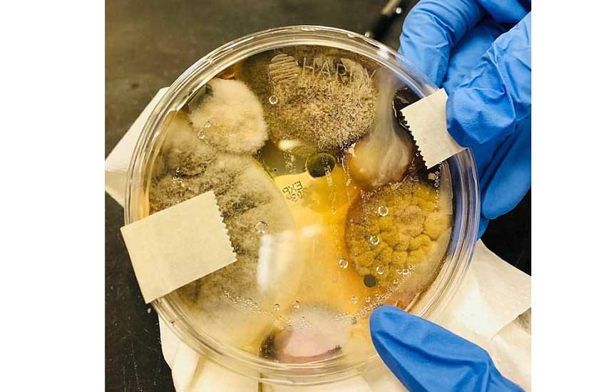 دستگاه دست خشک‌کن، باکتری‌ها و قارچ‌ها