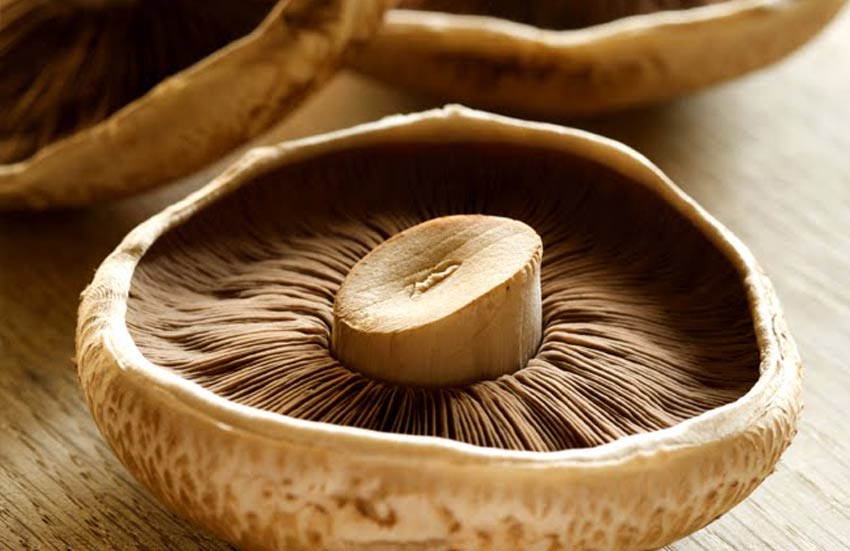 انواع قارچ خوراکی - قارچ پورتوبلو