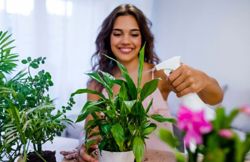 خرید گیاهان آپارتمانی