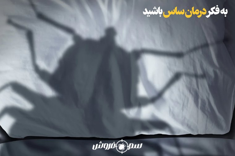 درمان ساس