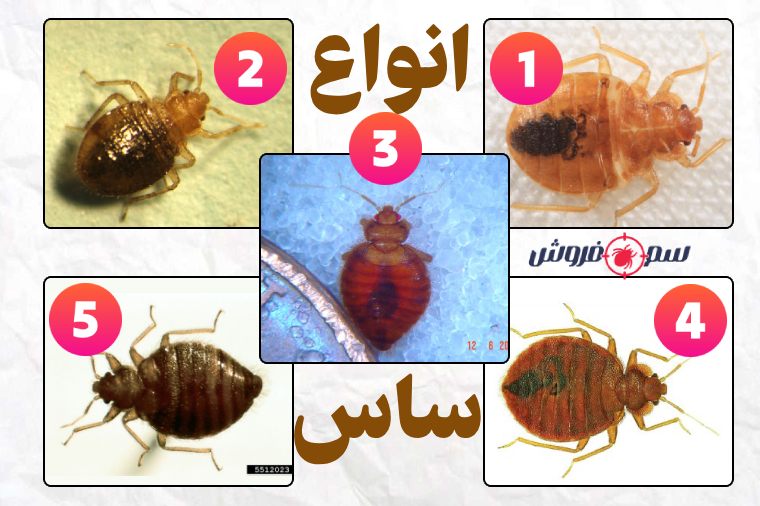 انواع ساس
