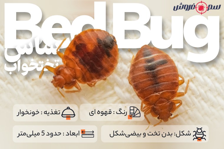 حشره ساس چیست؟ آشنایی با Bed Bug