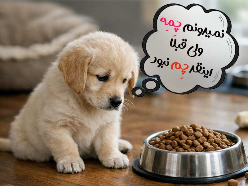 بی اشتهایی توله سگ